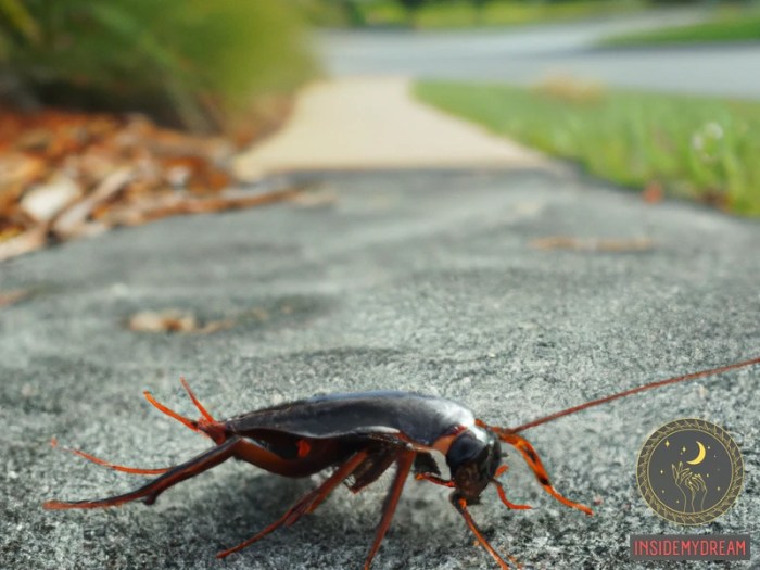 What does a cockroach symbolize