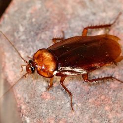 What does a cockroach symbolize