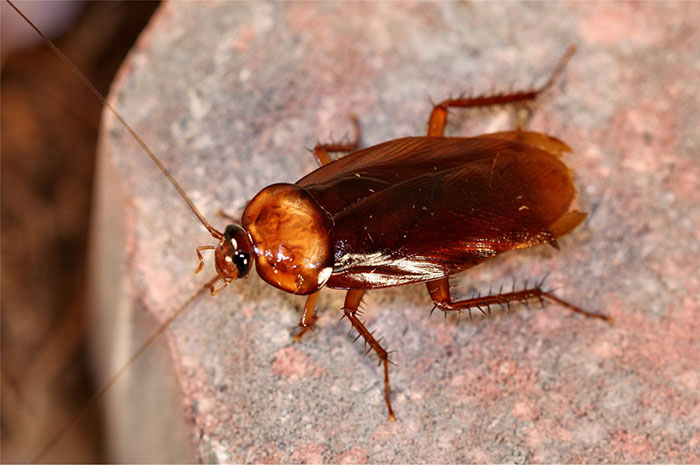 What does a cockroach symbolize