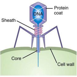 Virus that infects bacteria crossword