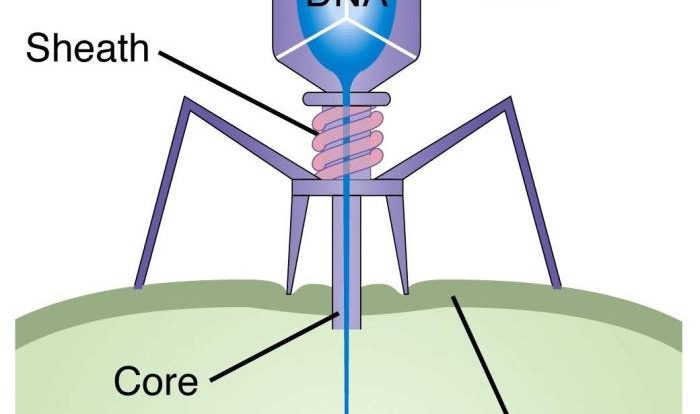 Virus that infects bacteria crossword