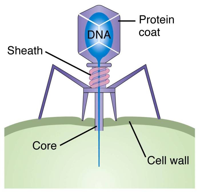 Virus that infects bacteria crossword