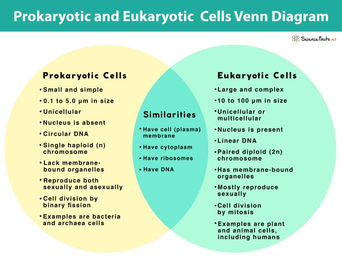 Eukaryote vs prokaryote venn diagram