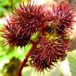 Toxin found in castor beans crossword