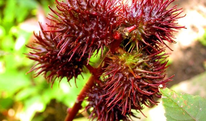 Toxin found in castor beans crossword