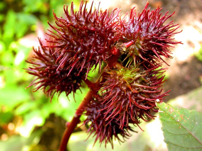 Toxin found in castor beans crossword