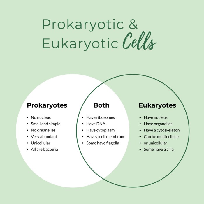 Eukaryote vs prokaryote venn diagram