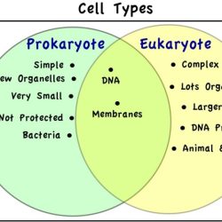 Venn prokaryotic diagram eukaryotic vs answers