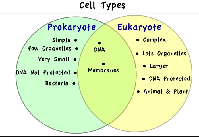 Venn prokaryotic diagram eukaryotic vs answers