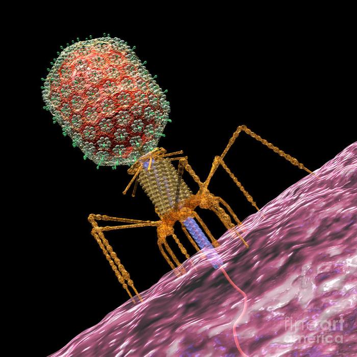 Viruses bacteriophage bacteriophages bacteria phage bakterien ansteckt phages indicators biofilms scientists faulty treat