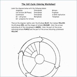 Pogil cell cycle answer key