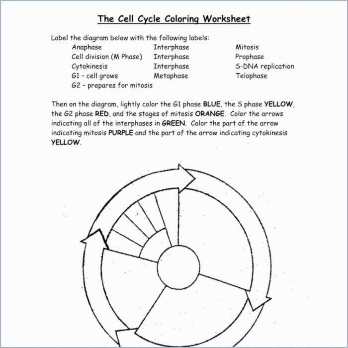 Pogil cell cycle answer key