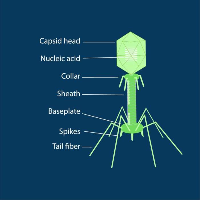 Bacteriophage t4 injecting russell kightley bacteria microscope coli digital living under conclusion alive behavior