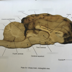 Brain sheep labeled anatomy internal lobe bio201 occipital savalli unlabeled frontal human choose board labs