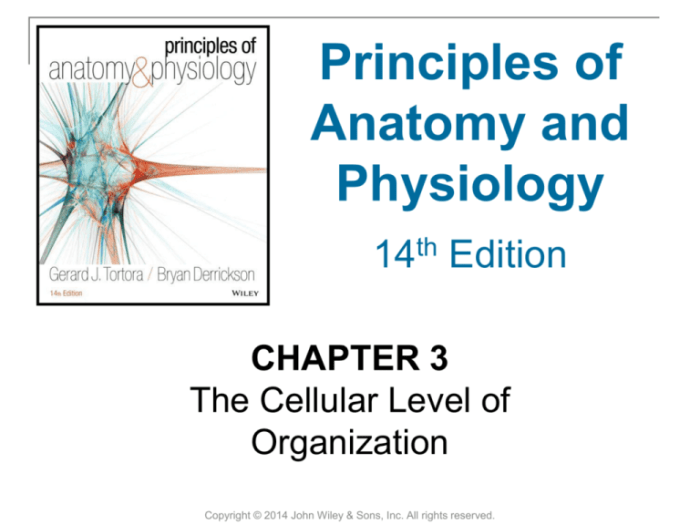 Principles of anatomy & physiology 14th edition