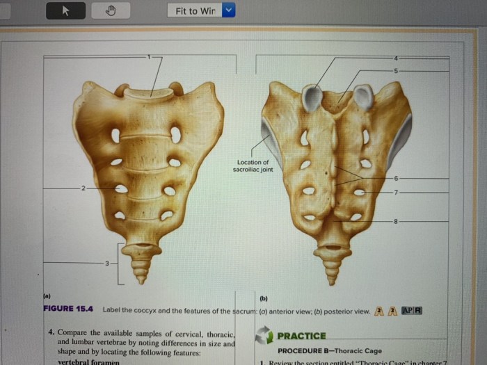 Lab 18 joint structure and movements