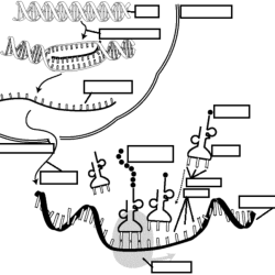 Answer key practicing dna transcription and translation worksheet answers