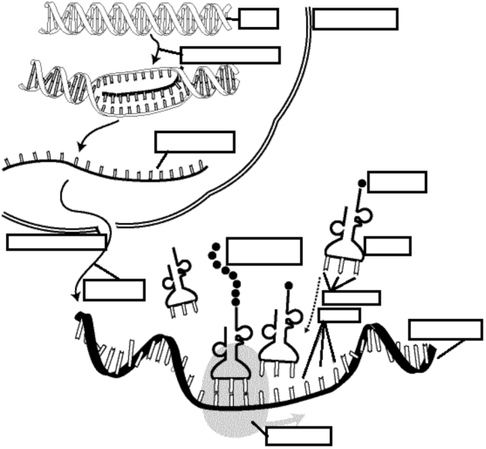 Answer key practicing dna transcription and translation worksheet answers