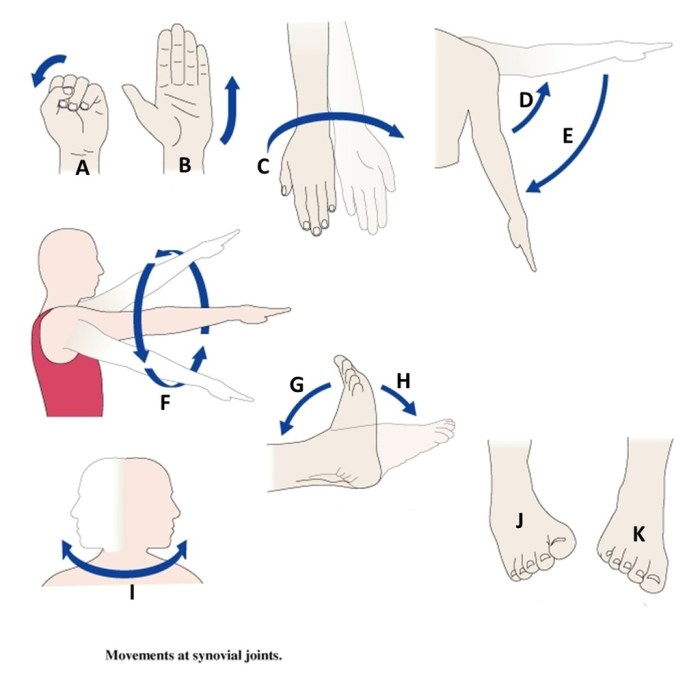 Lab 18 joint structure and movements